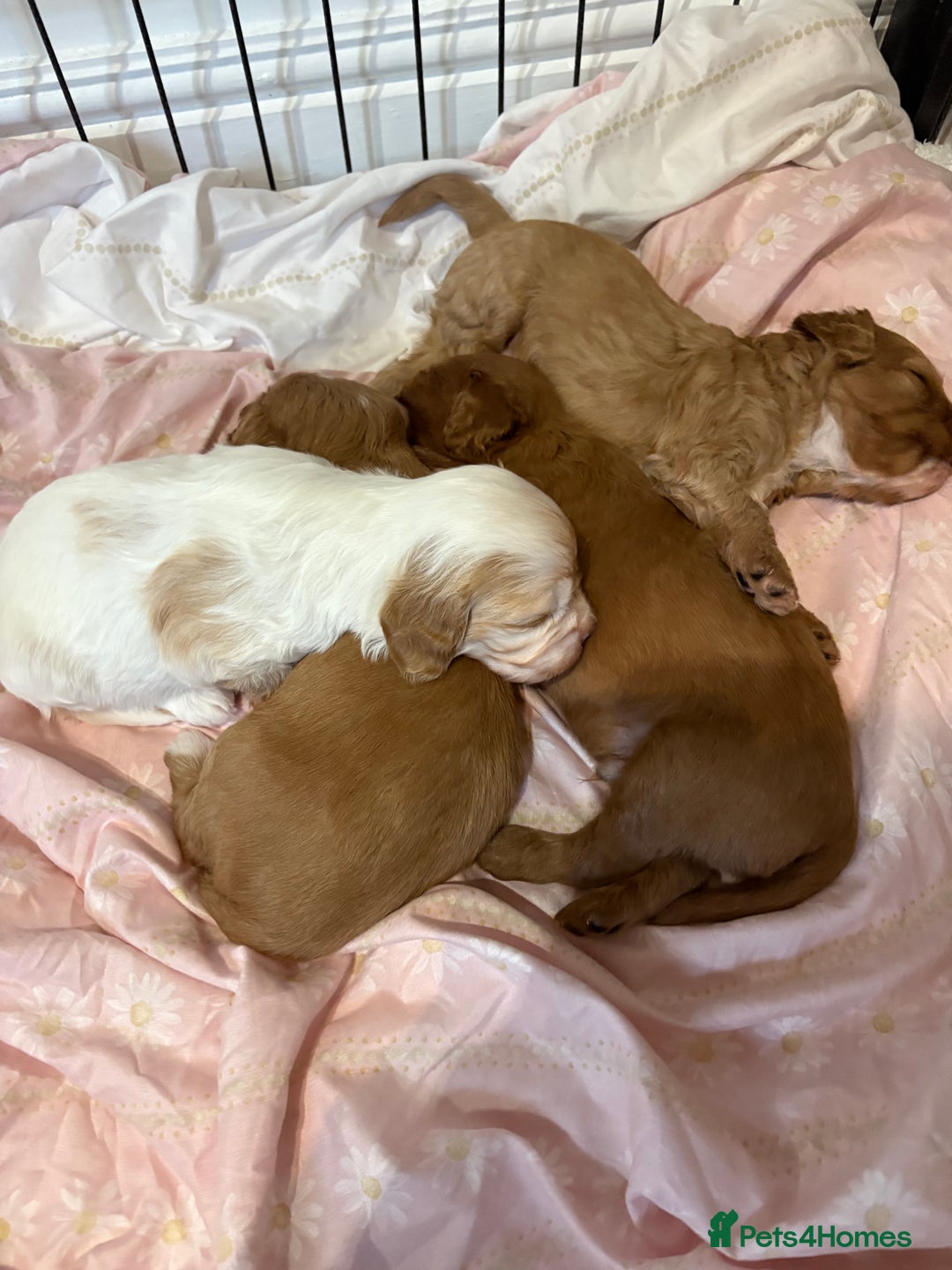 Cavapoo dogs for sale: Cavapoos - Image 3
