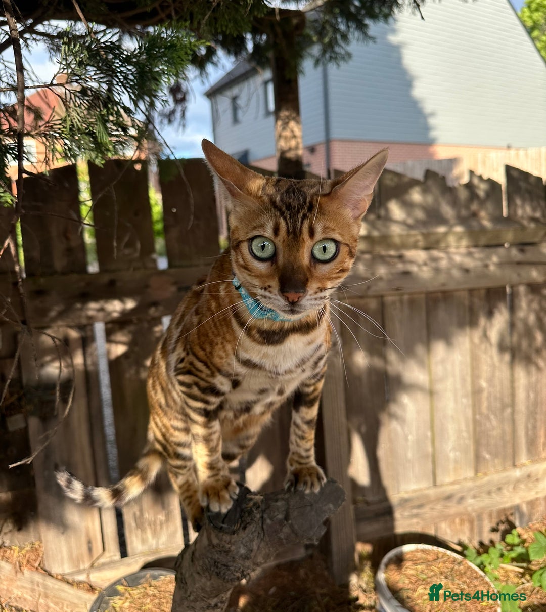 Bengal cats for sale: Beautiful TICA Registered Active Bengal female cat - Image 6