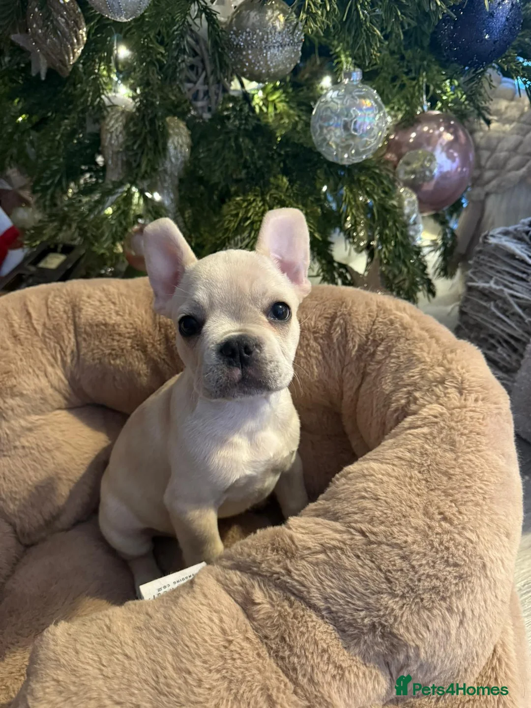 French Bulldog dogs for sale: Full KC Frenchie - 1 Beautiful little boy left - Advert 13