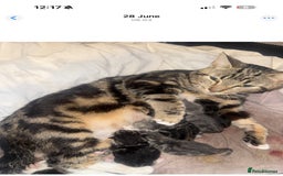 Mixed Breed cats for sale: Tabby and grey kittens  - Image 8
