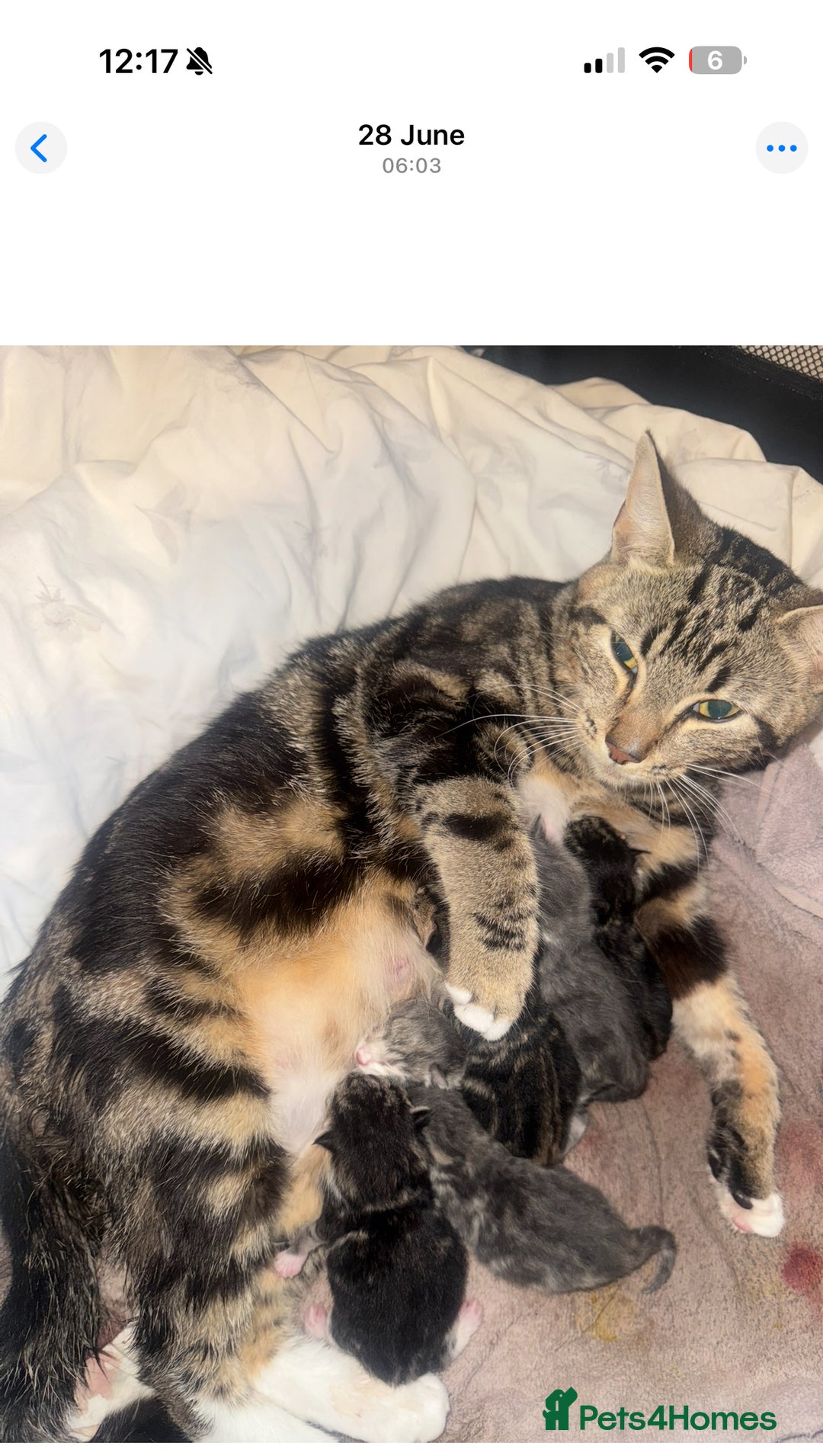 Mixed Breed cats for sale: Tabby and grey kittens  - Image 8