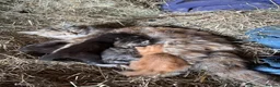 Mixed Breed cats for sale: 4 beautiful kittens  - Advert 8