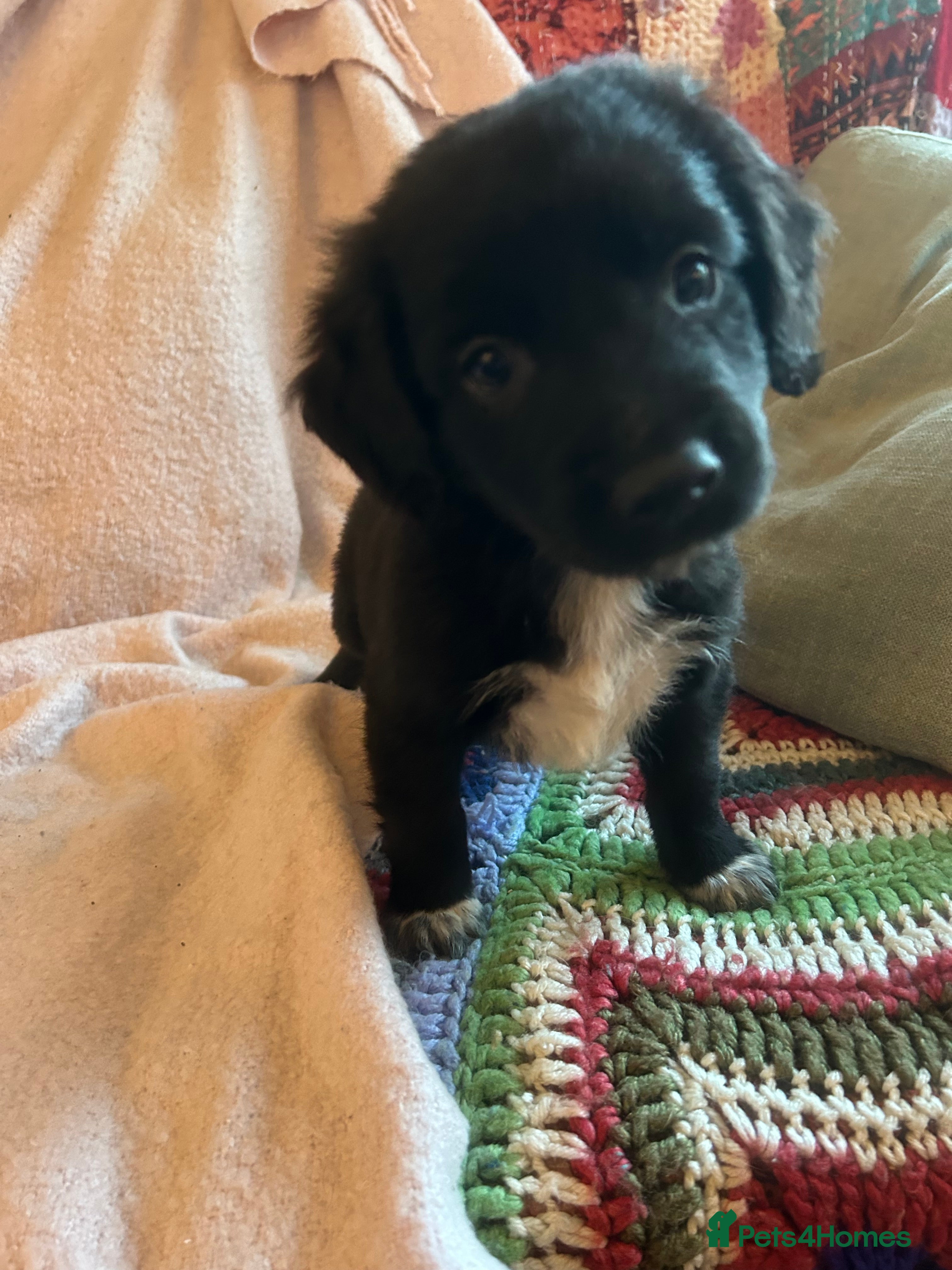 Mixed Breed dogs GORGEOUS COCKER SPANIEL/BORDER COLLIE PUPS - Advert 9