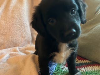 Mixed Breed dogs GORGEOUS COCKER SPANIEL/BORDER COLLIE PUPS - Advert 1