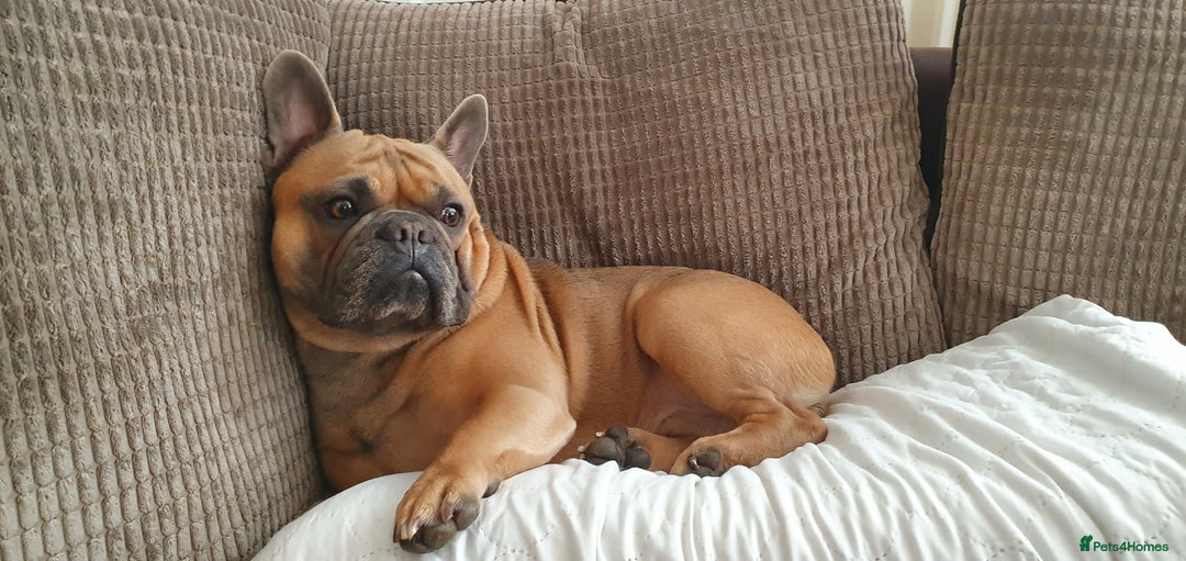 French Bulldog dogs for sale: 4 Chunky Male French Bulldogs - Image 17