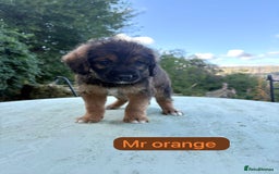 Saint Bernard dogs for sale: Outstanding Mini Saint Bernadoodle Puppies - Image 17