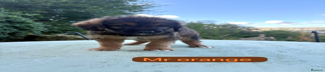 Mr Orange 