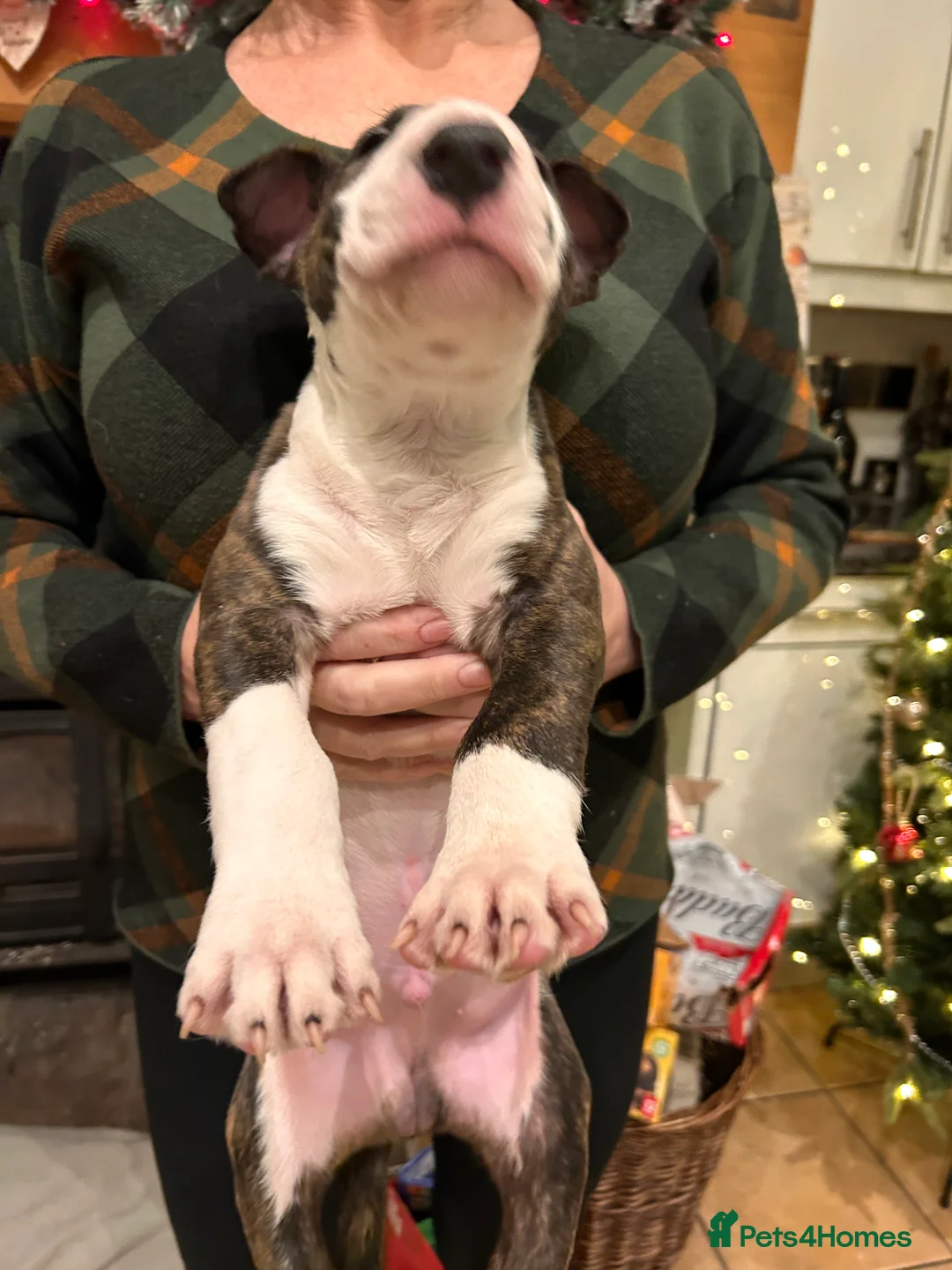 English Bull Terrier dogs for sale: Chunky english bull terrier bitch for sale - Advert 9