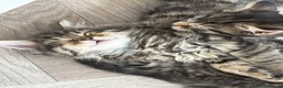 Mixed Breed cats for sale: Long Haired Kittens - Advert 3