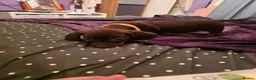 Dachshund dogs for sale: 5 beautiful puppies available - Advert 14
