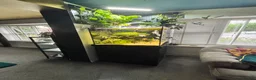Angelfish fish for sale: Aquarium full set  - Advert 3