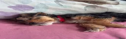 Yorkshire Terrier dogs for sale: Yorkshire Terrier Puppies 10 Weeks  - Advert 3