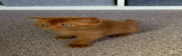 Scottish Fold cats for sale: Only one in UK - Advert 3