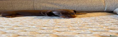 Miniature Dachshund 1