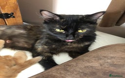 Mixed Breed cats for sale: Beautiful kittens for new homes - Image 3