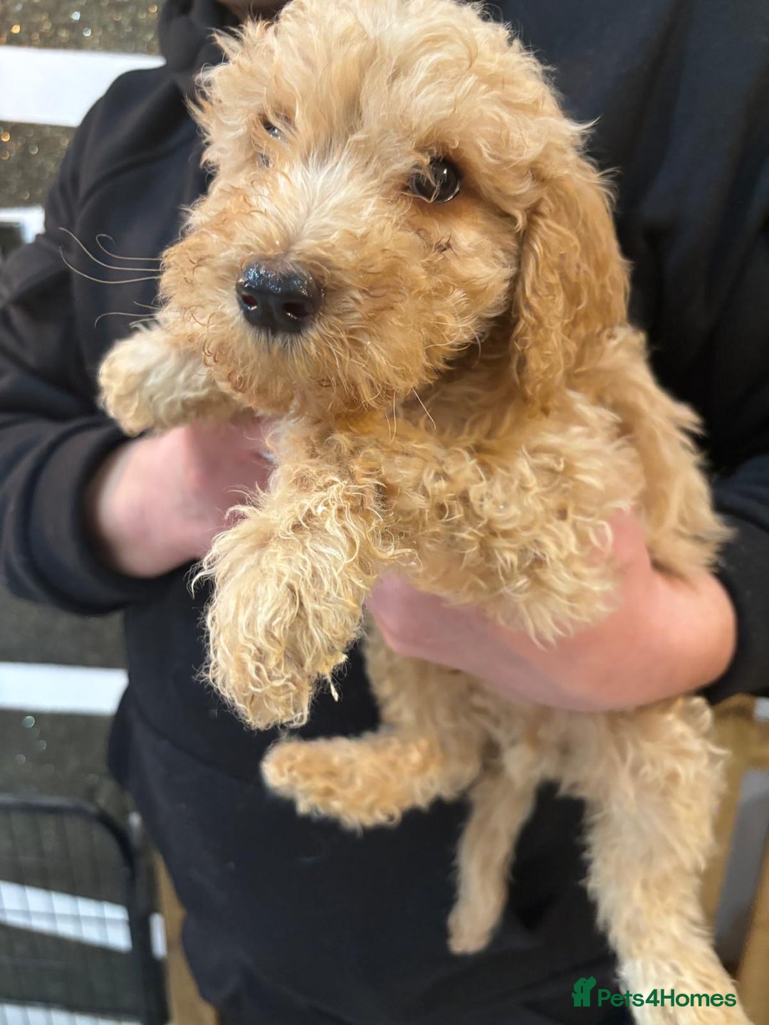 Goldendoodle dogs for sale: F1Goldendoodel puppies now ready for new home  - Advert 18