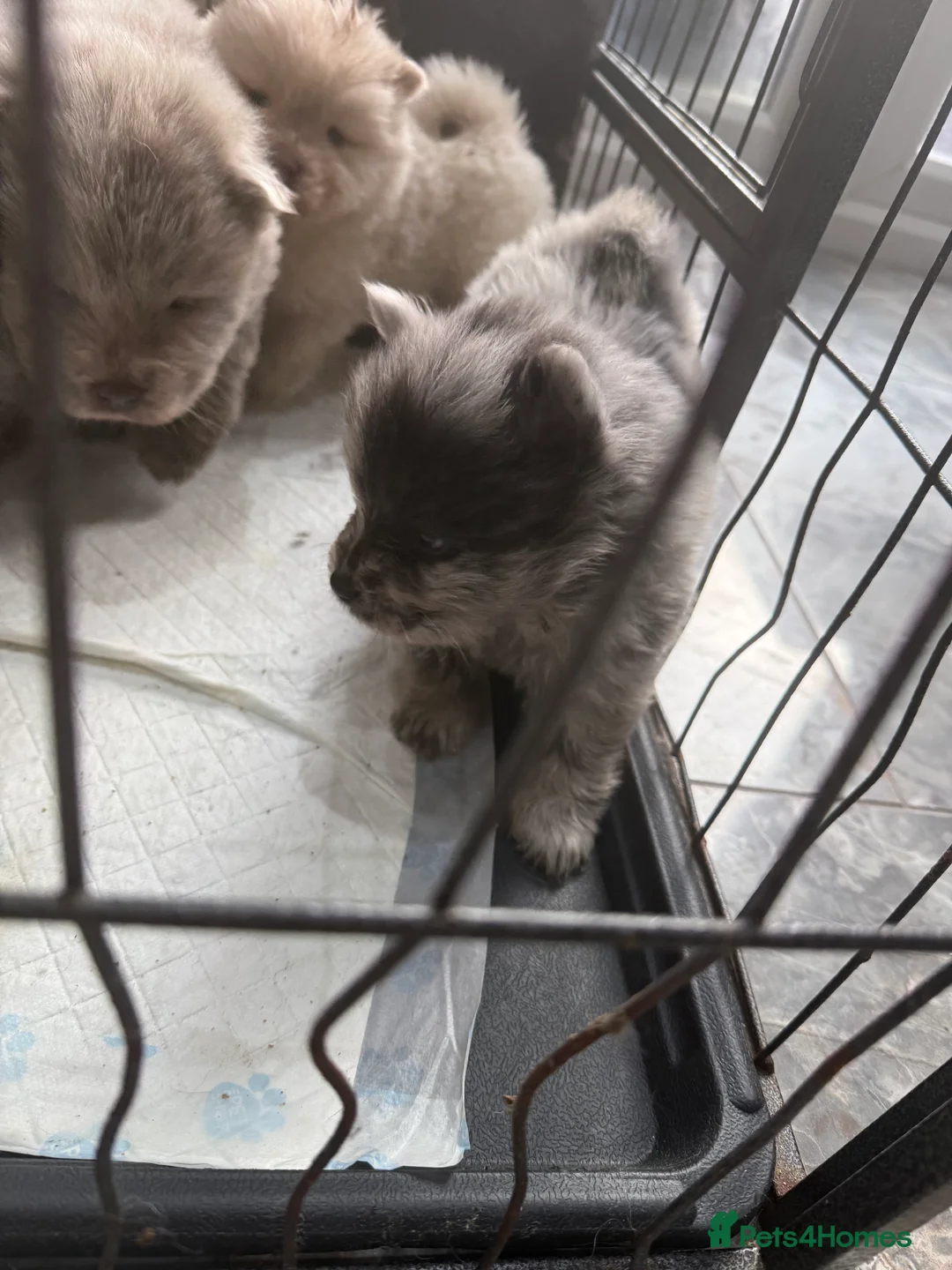 Chow Chow dogs for sale: Chow chow puppies  - Advert 3