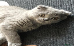 Scottish Fold cats for sale: Beautiful Scottish fold kitten - Image 3