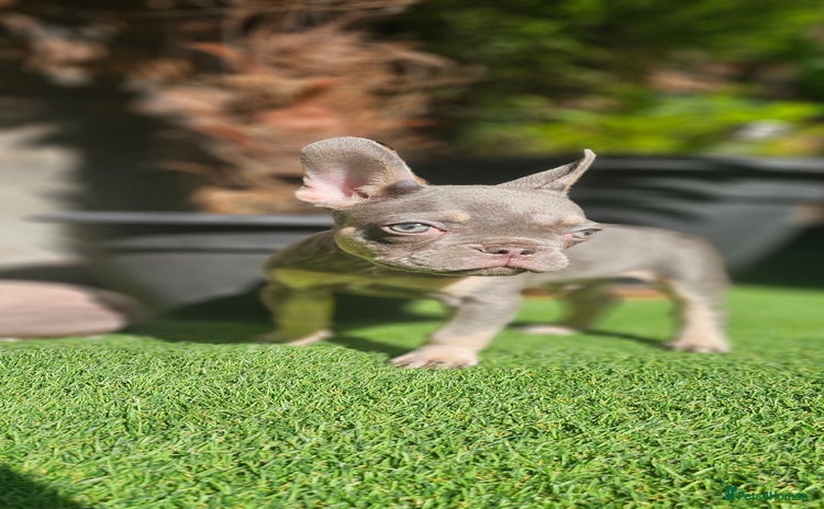 French Bulldog dogs - Advert 1