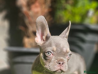 French Bulldog dogs French buldog - Advert 10