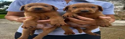 Labrador Retriever dogs for stud: ✨PROVEN FULLY HEALTH TESTED WORKING RED LABRADOR✨ - Advert 2