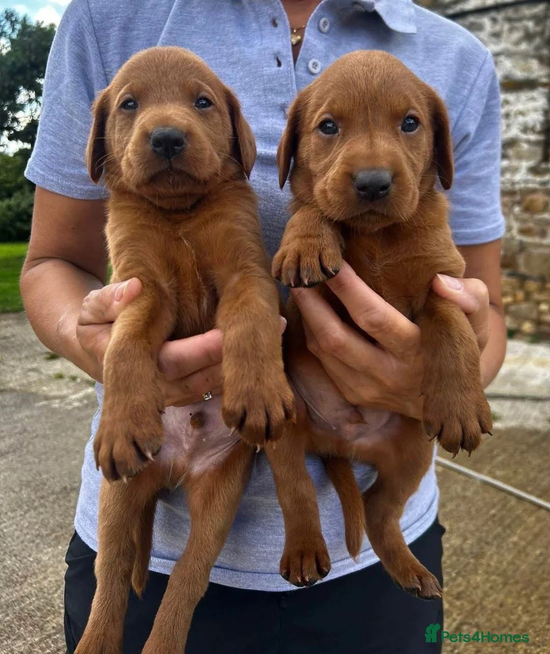 Labrador Retriever dogs for stud: ✨PROVEN FULLY HEALTH TESTED WORKING RED LABRADOR✨ - Advert 2