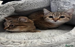 Domestic Shorthair cats for sale: 4 female cats - Advert 5