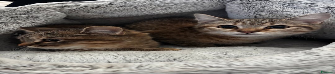 Domestic Shorthair Kitten 3