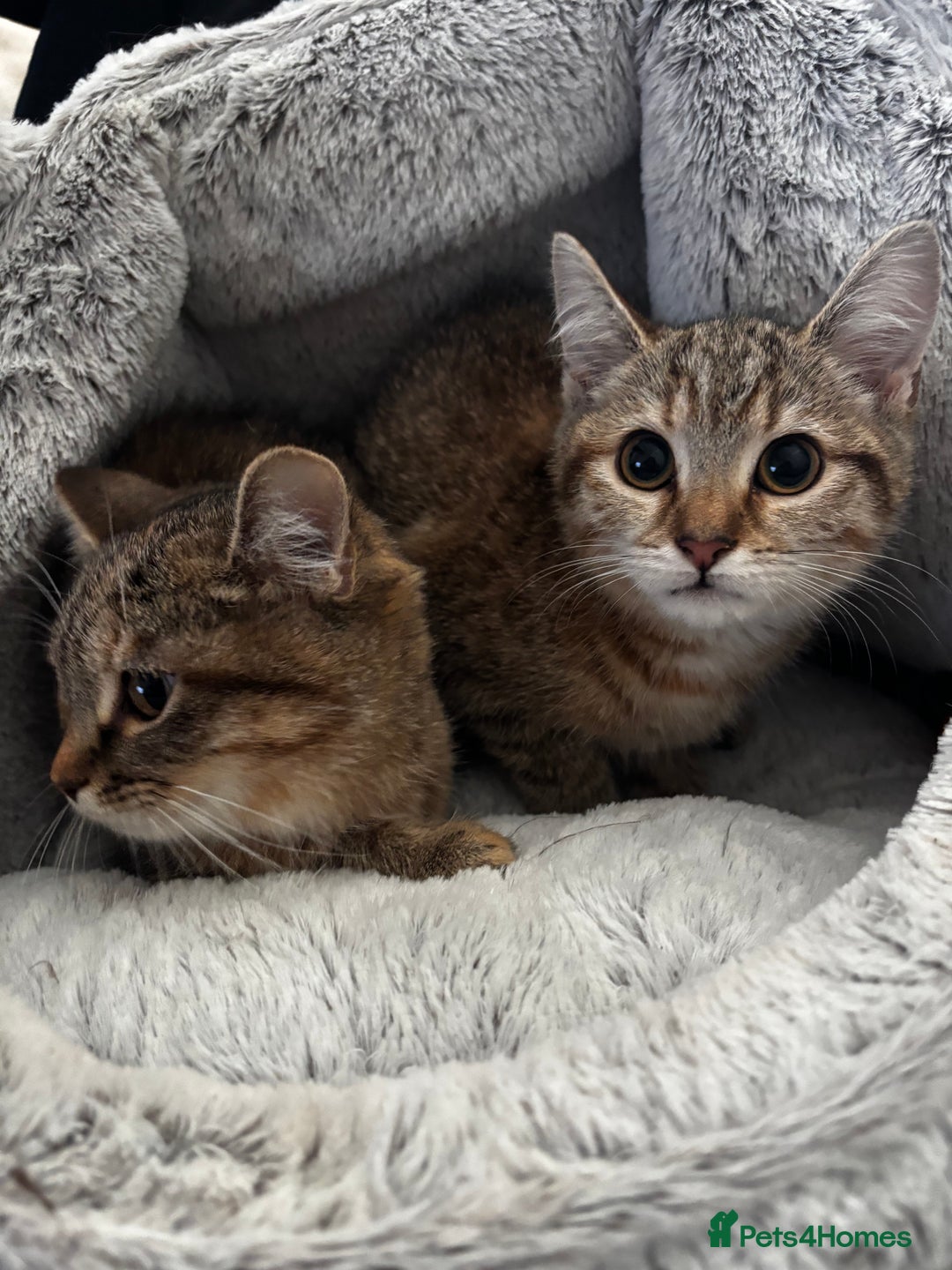 Domestic Shorthair cats for sale: 4 female cats - Advert 5