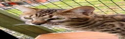 Savannah cats for sale: Proven stud and Young adult F3 female on active re - Advert 3