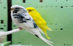 Budgerigars birds for sale: Budgies  - Advert 6