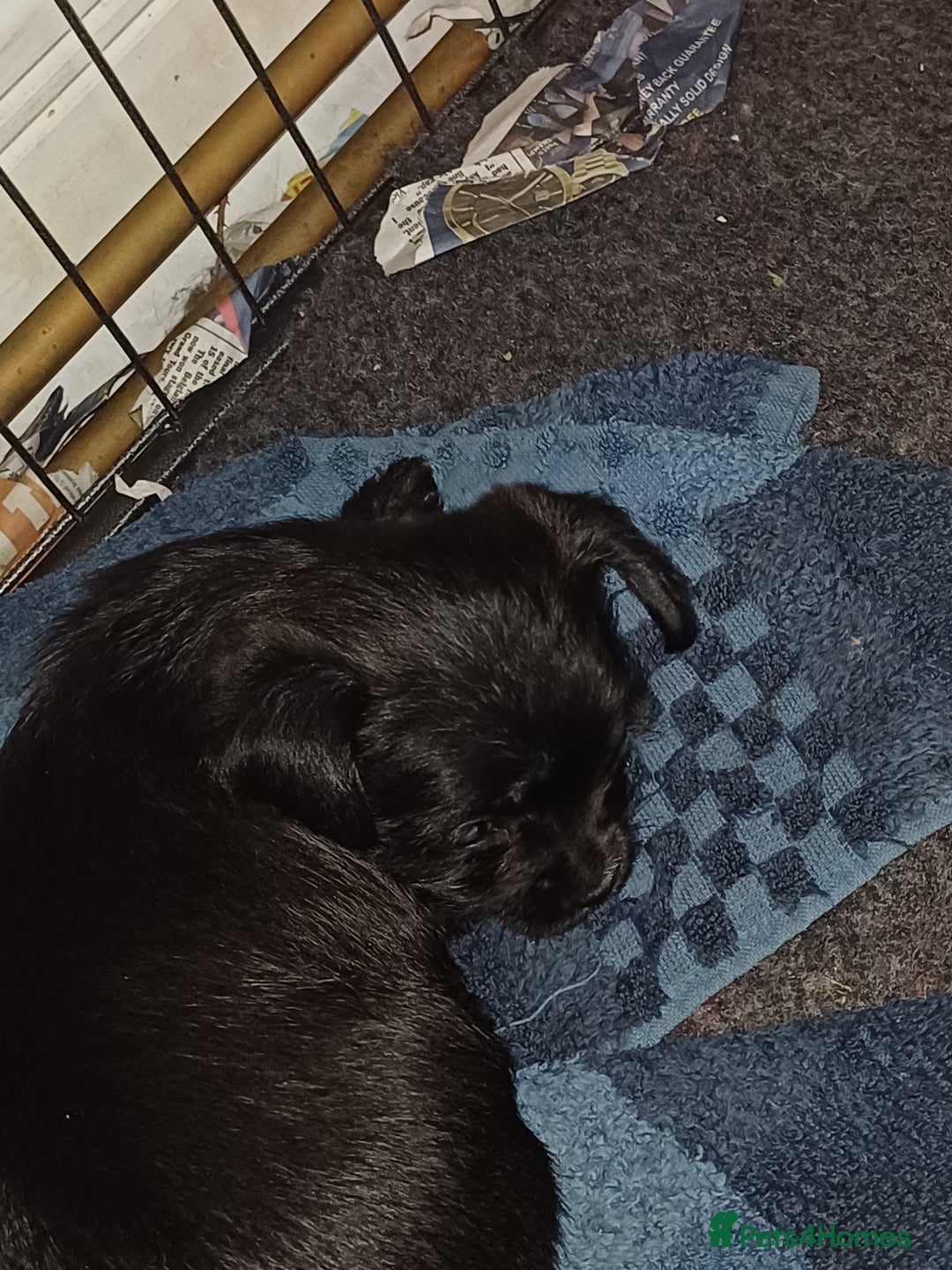 Chorkie dogs for sale: Chorkie puppies  - Image 3