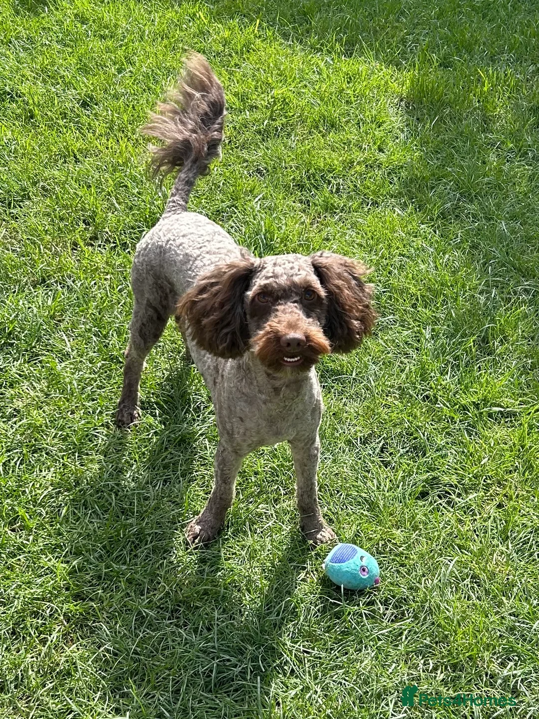 Cockapoo dogs for sale:  2 1/2 year old chocolate castrated cockapoo boy - Advert 3