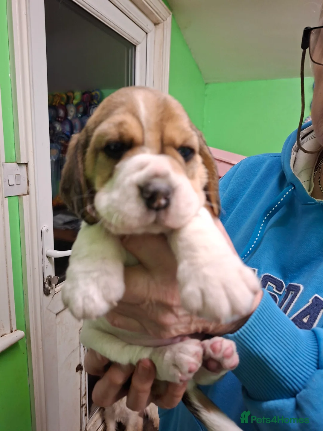 Beagle dogs for sale: Beautiful Beagles - Advert 3