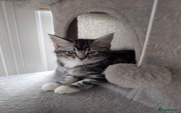 Domestic Shorthair cats for sale: Beautiful girl ready to leave! - Image 1