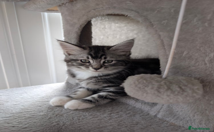 Domestic Shorthair cats - Advert 2
