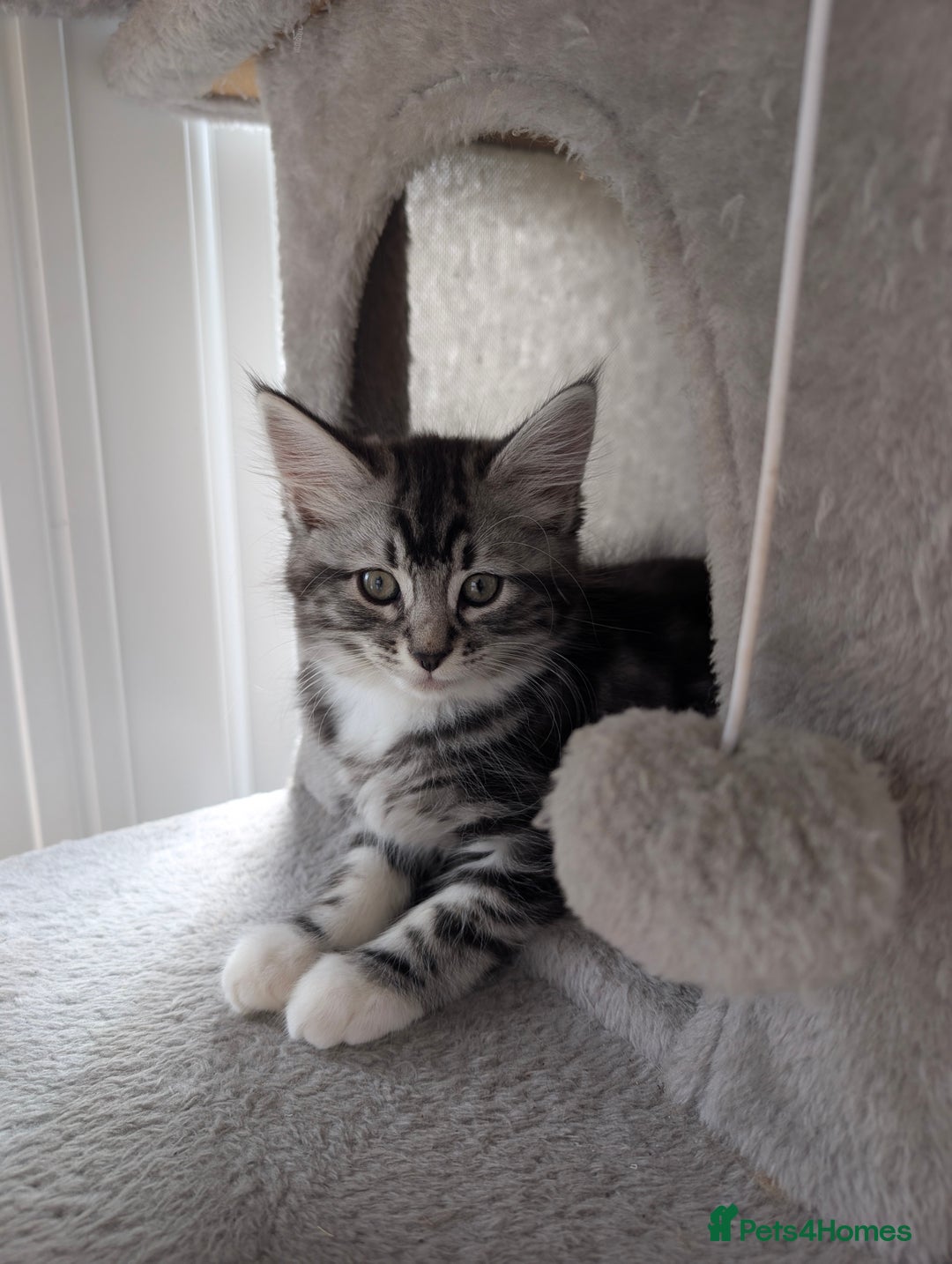 Domestic Shorthair cats for sale: Beautiful girl ready to leave! - Image 1