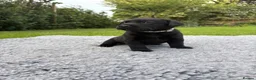 Labrador Retriever dogs for sale: Black Labrador Puppies - Advert 28