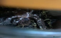 Spiders invertebrates for sale: 4 beautiful tarantulas  - Image 7