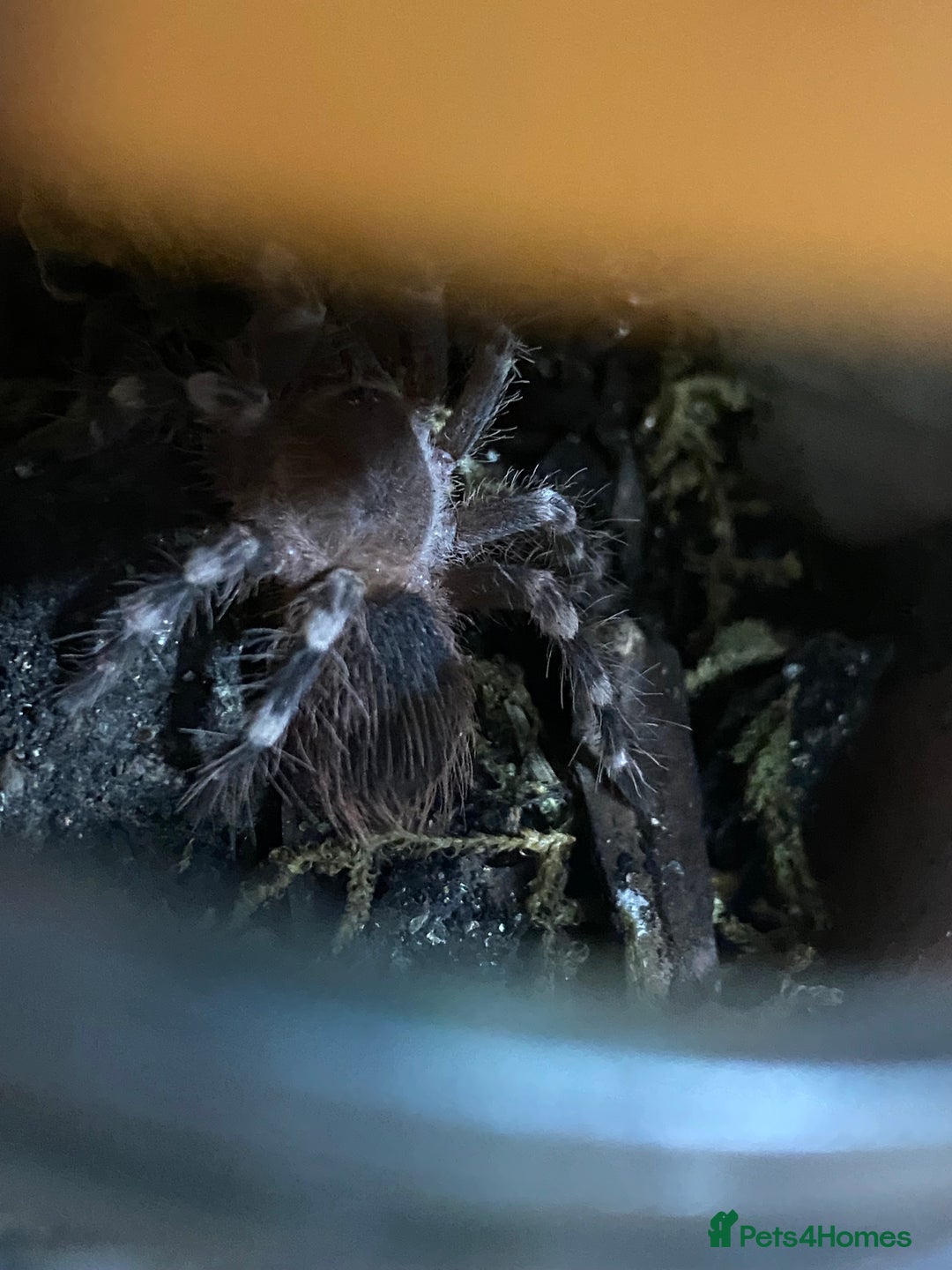 Spiders invertebrates for sale: 4 beautiful tarantulas  - Image 7
