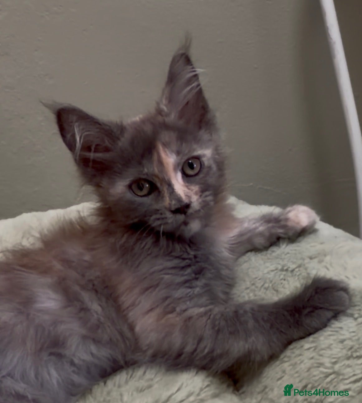 Maine Coon cats Maine Coon GIRL can be TICA reg READY NOW - Advert 18