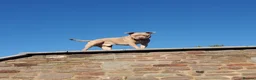 American Bully dogs for stud: Champ the stud in Bristol - Advert 10
