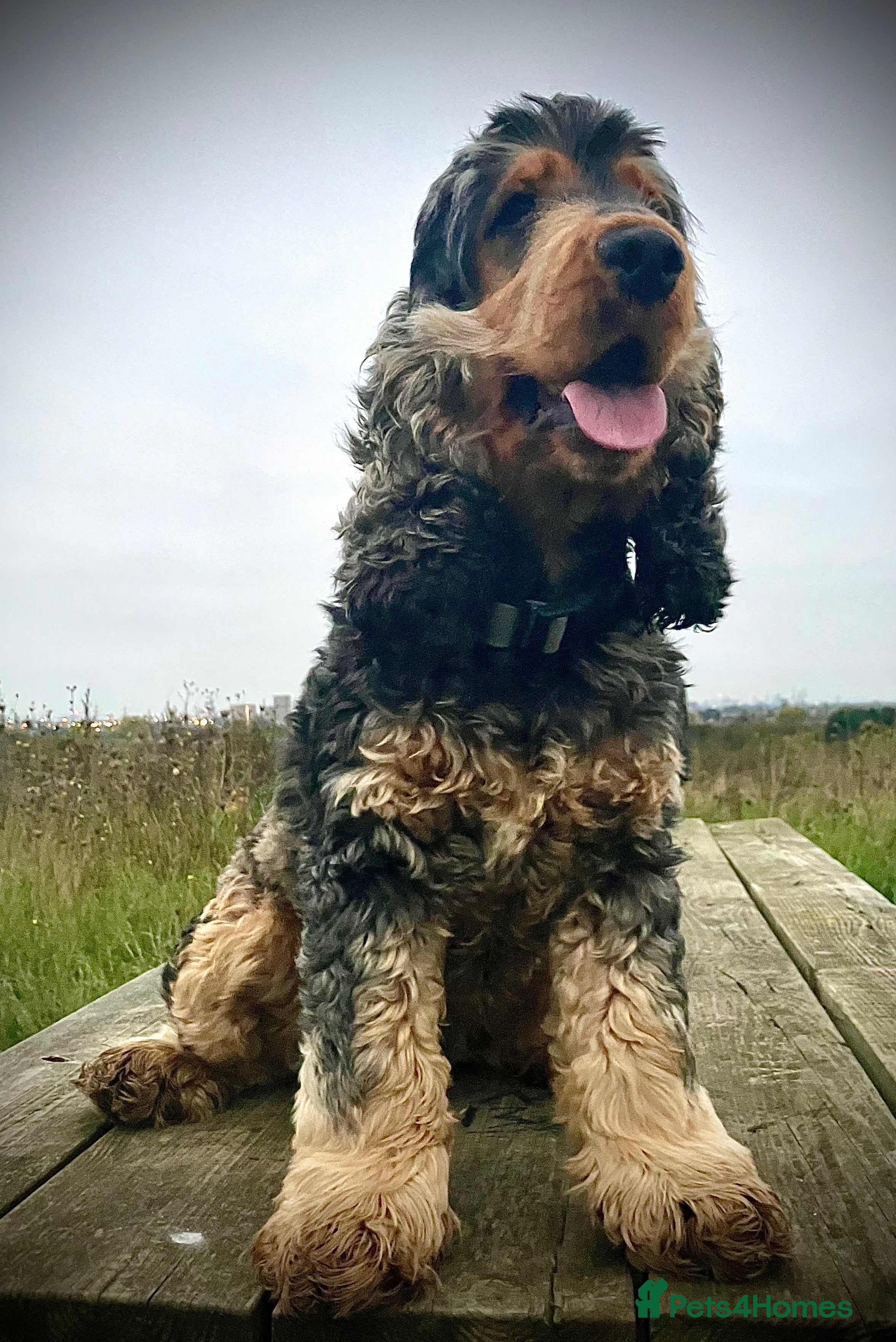Cocker Spaniel dogs BLACK AND TAN Show cocker spaniel STUD - Advert 1