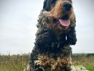 Cocker Spaniel dogs in Rainham - Advert 9