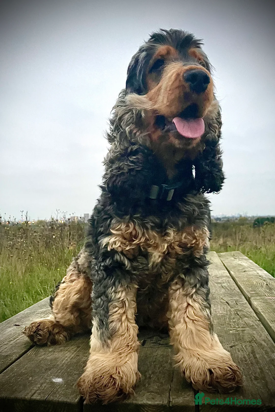 Cocker Spaniel dogs for stud: BLACK AND TAN Show cocker spaniel STUD - Advert 1