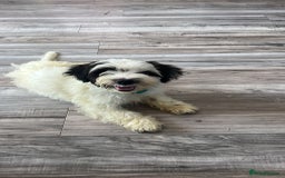 Mixed Breed dogs for adoption: Sweet Teddy is Ready For Adoption! 12 Weeks Old - Image 2