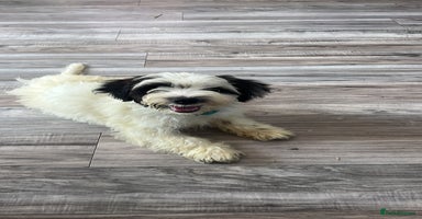Mixed Breed dogs - Advert 6