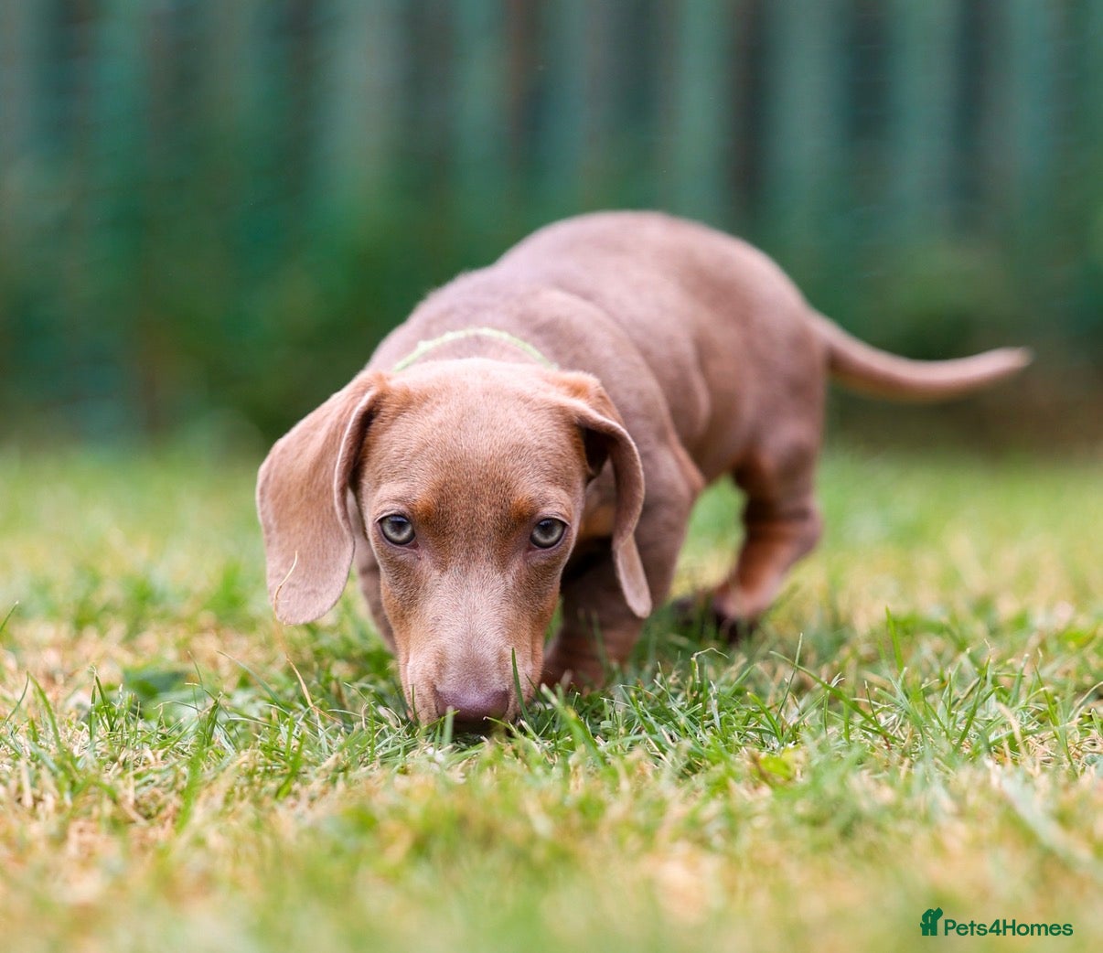 Miniature Dachshund dogs miniature dachshund❤️ - Advert 13