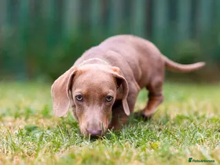 Miniature Dachshund dogs miniature dachshund❤️ - Advert 13