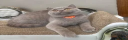 British Shorthair cats for sale: ONLY 2 LEFT Gorgeous BSH Kittens Leo&Zues - Advert 4